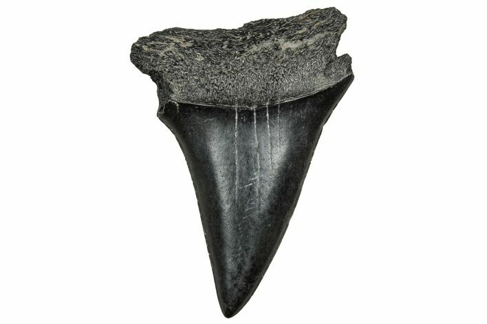 Fossil Broad-Toothed Mako Tooth - South Carolina #328951